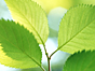 Leaf